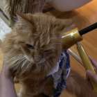 足立区（鍼灸・整体・産後骨盤調整）猫のお灸